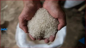 أسعار الأرز.. تحديث جديد يكشف تغيرات طن الشعير اليوم الأربعاء 8 أكتوبر 2025